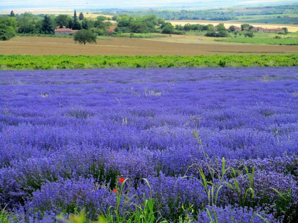 Lavender Lodge Rupkite Экстерьер фото